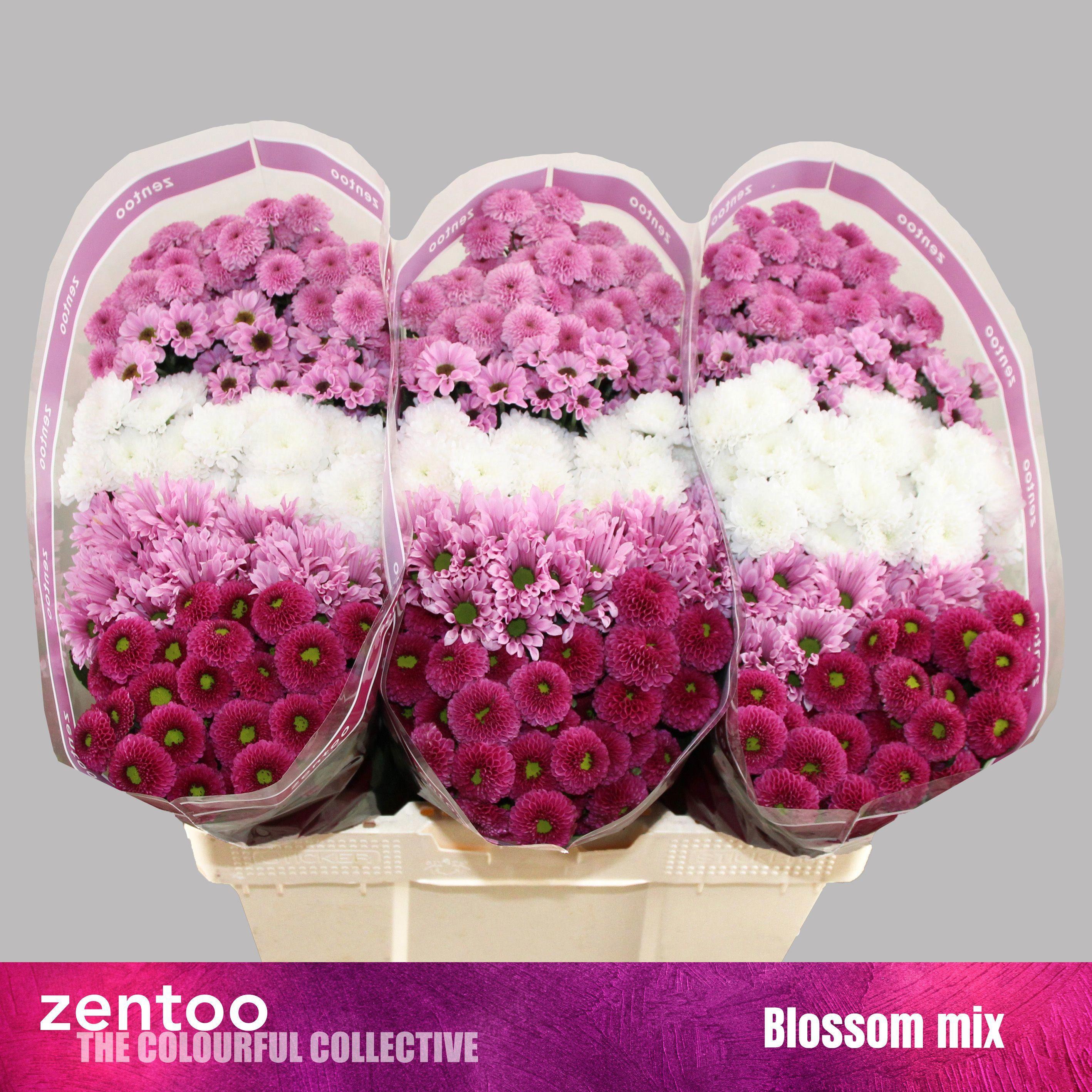 25x Chrysant san.mix vast sweet 5 kleuren 50cm