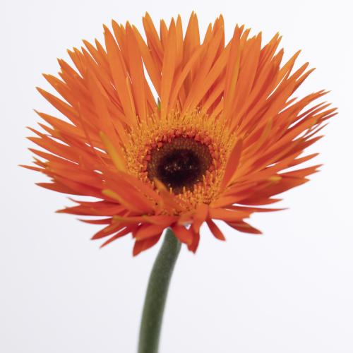25x Germ.firecracker 70cm