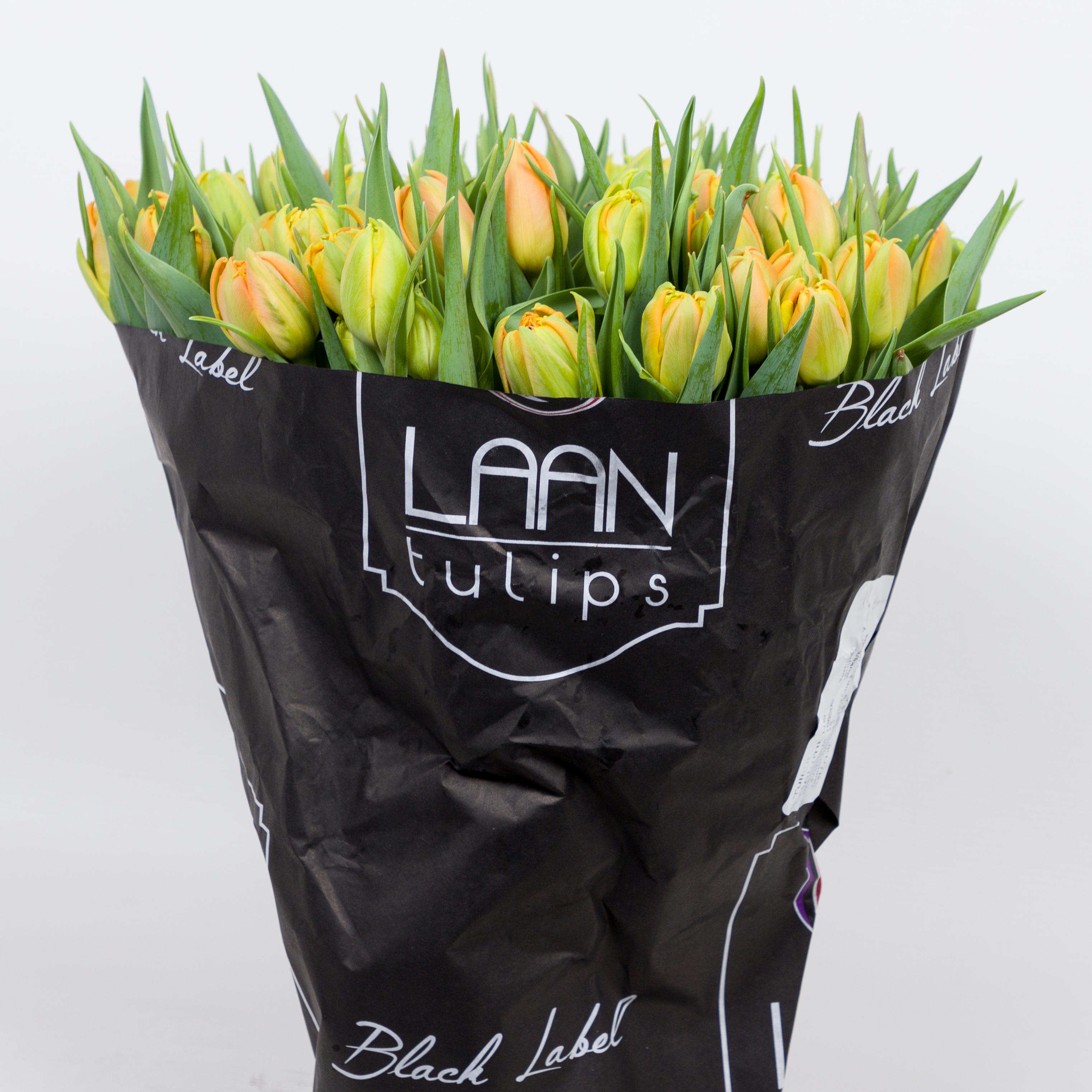50x Tulipa monte orange du 40cm