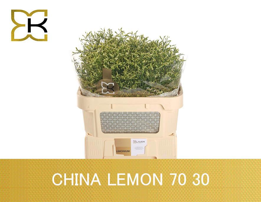 25x Lim.china lemon 70cm