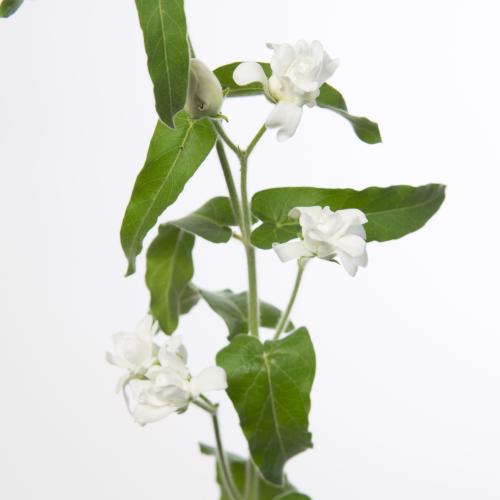 20x Oxypelatum alba 40cm