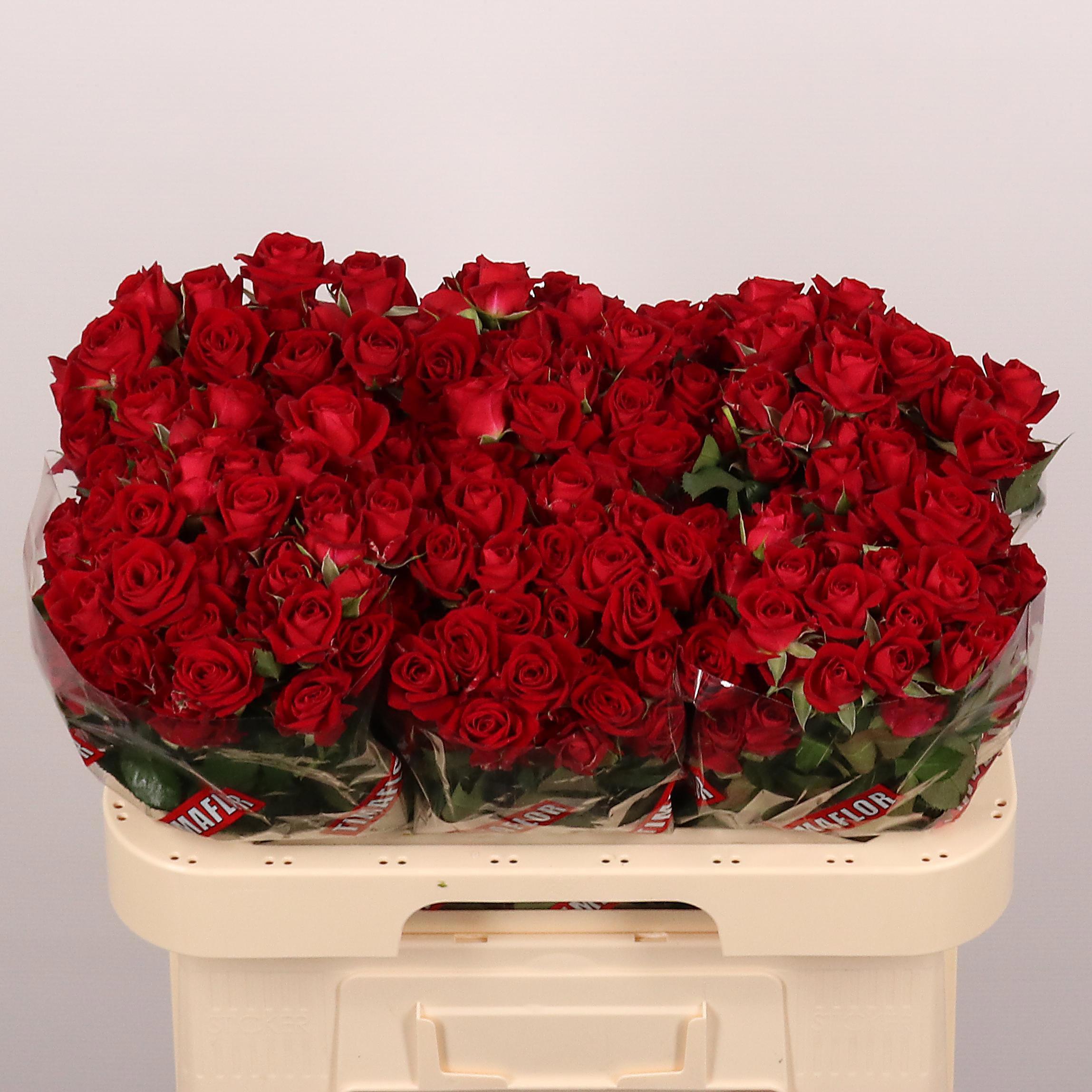 10x Rosa dominica 60cm