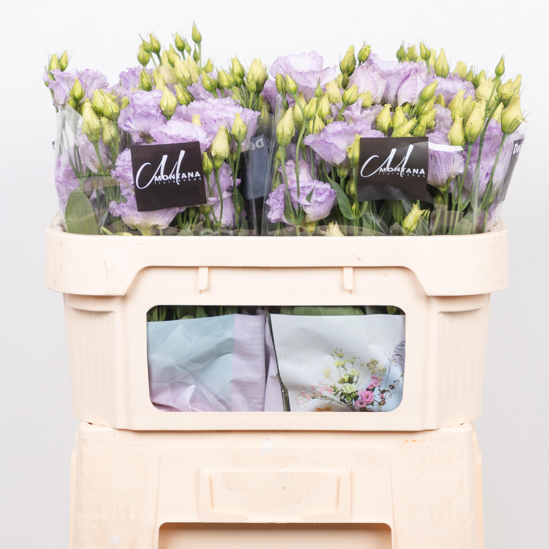 10x Eust.stracciatella lavender en 70cm