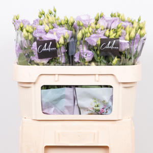 10x Eust.stracciatella lavender en 70cm