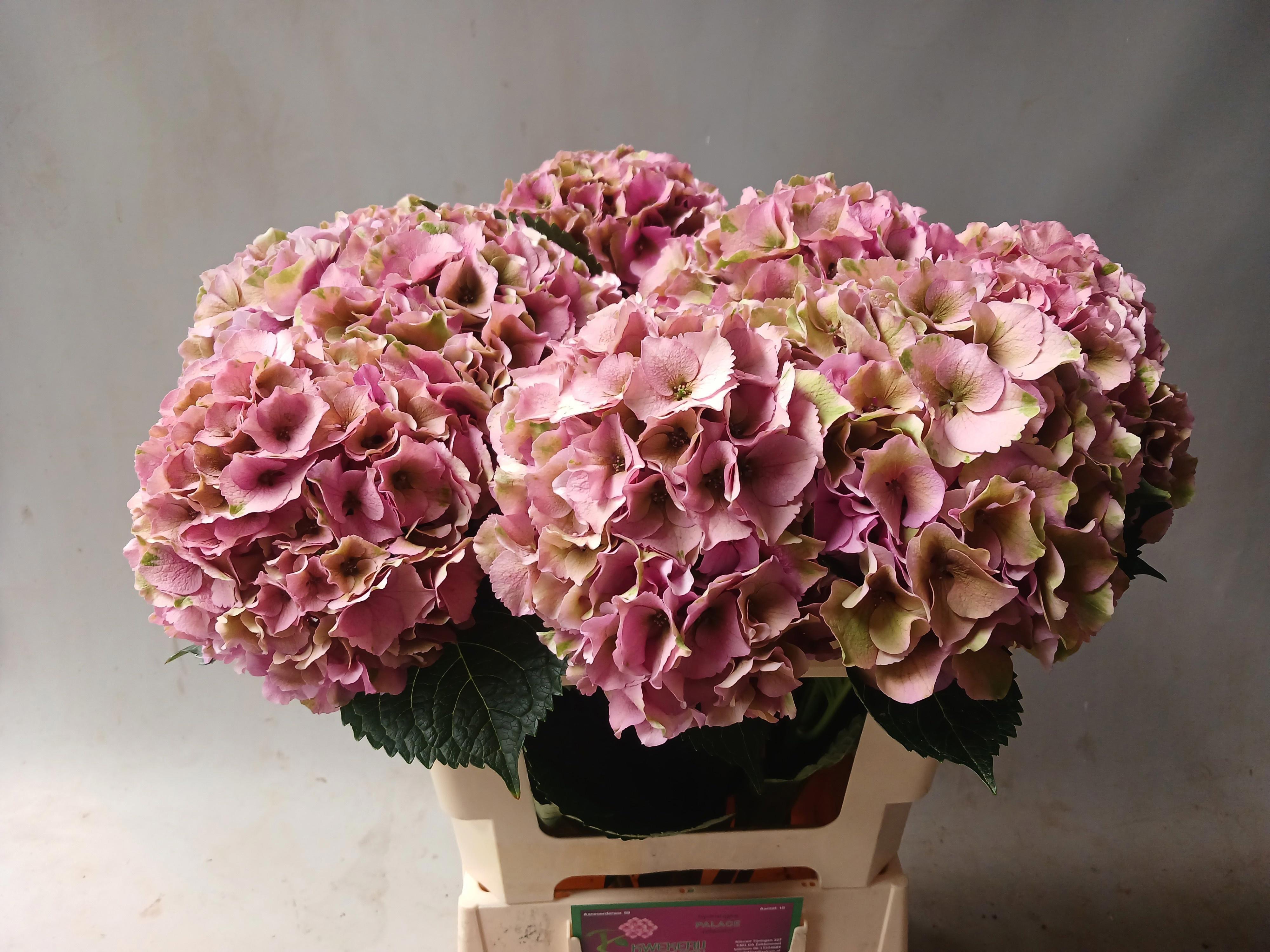 10x Hydr.royal palace classic 60cm