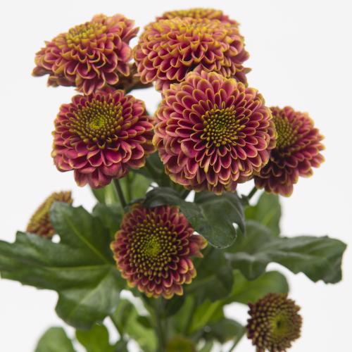 25x Chrysant san.doria cherry 50cm