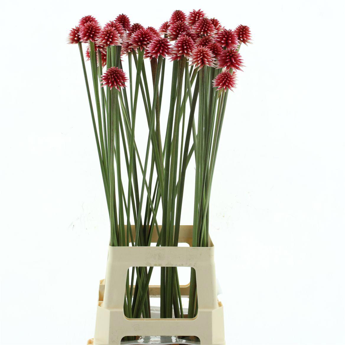 10x Inirida winter 60cm