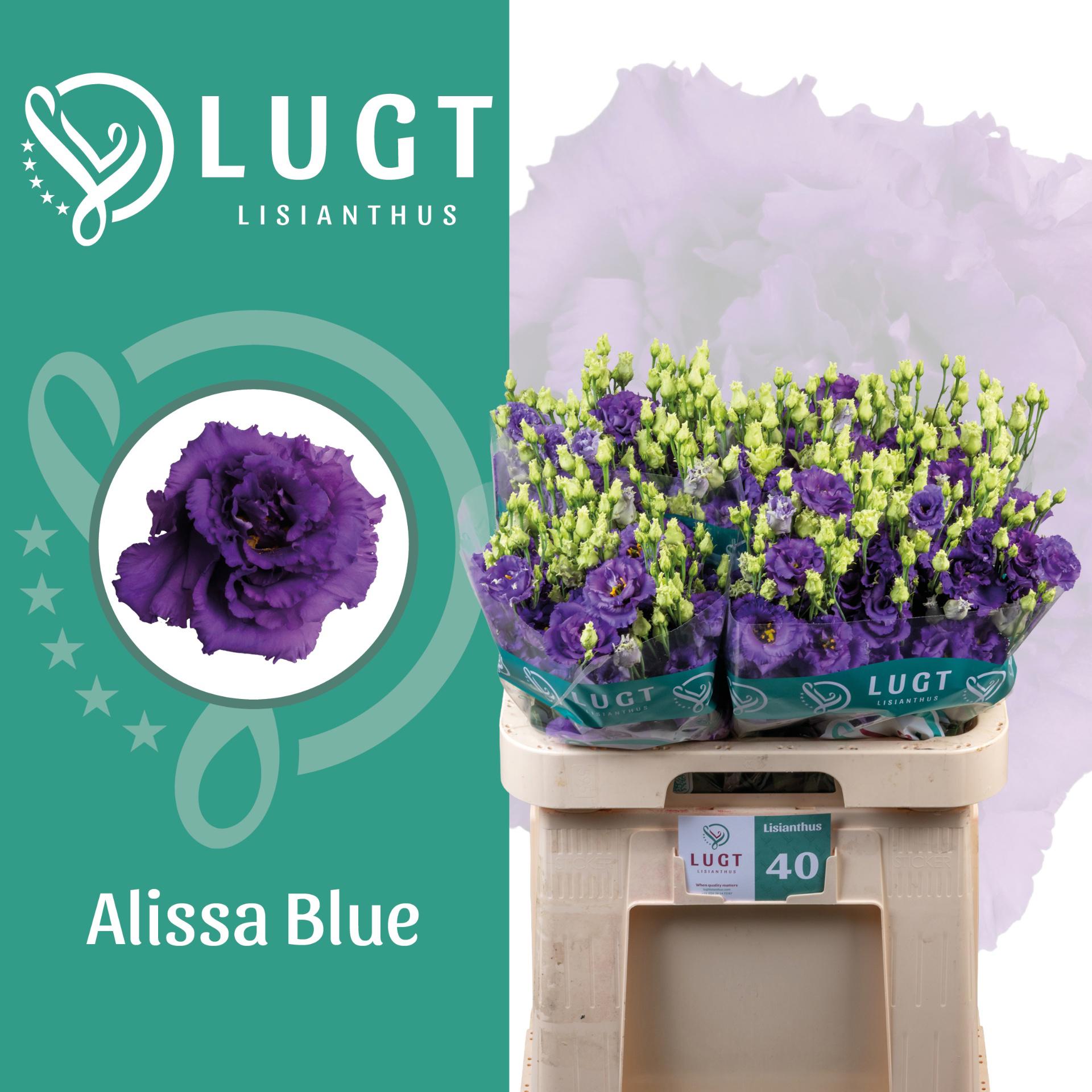 10x Eust.alissa blue du 70cm