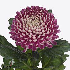 10x Chrysant couture g 70cm