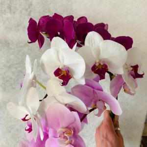 25x Phal.mix var.