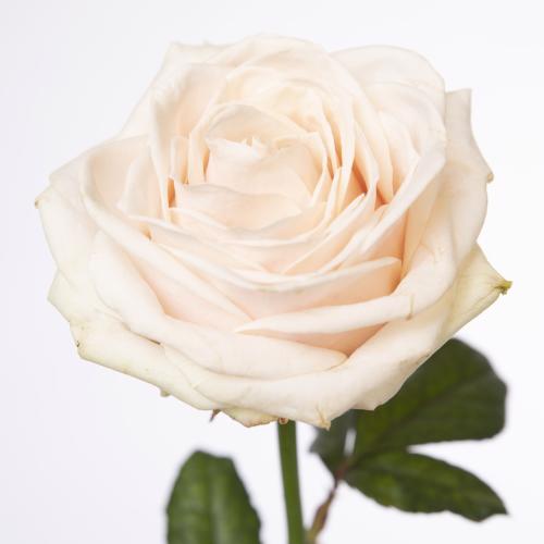 10x Rosa lovely avalanche 50cm