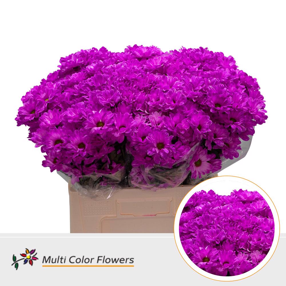 10x Chrysant kennedy erica 60cm