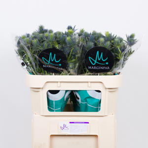10x Eryngium supernova questar 60cm