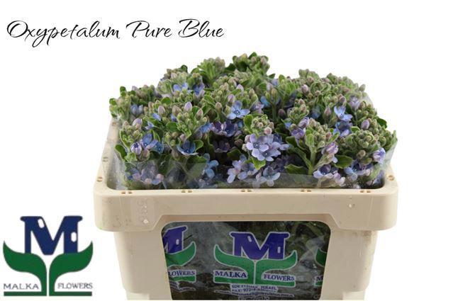 25x Oxypetalum coeruleum blue 50cm