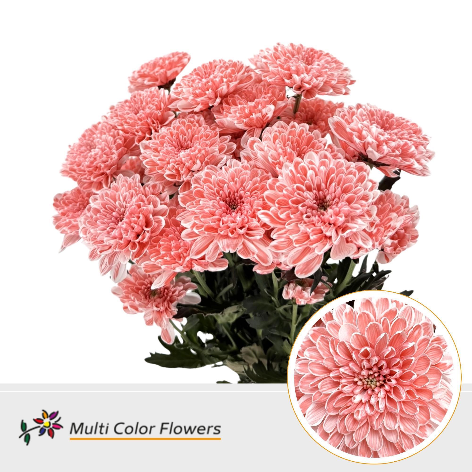 10x Chrysant altaj salmon 60cm