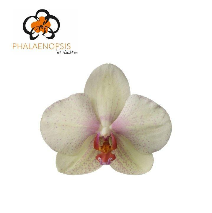 25x Phal.omega