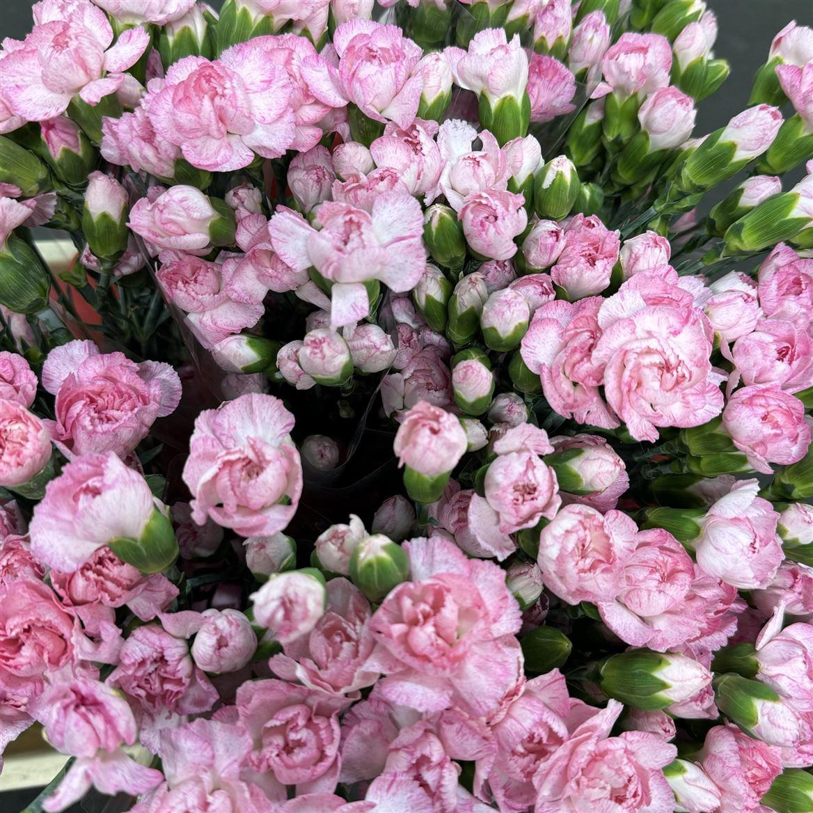 10x Dian.tr.l.pink barbara 60cm