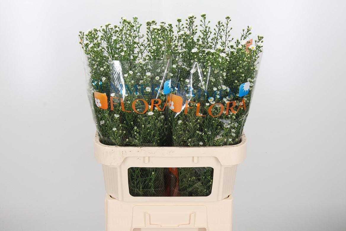 25x Aster paquita 80cm