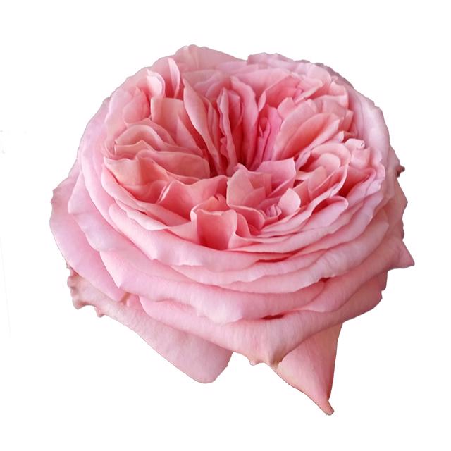 10x Rosa pink x-pression 50cm
