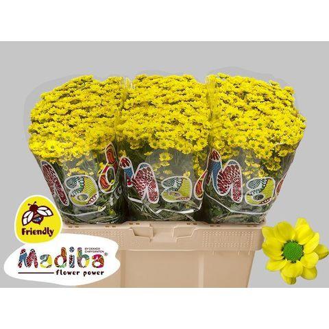 25x Chrysant san.madiba ringa yellow 50cm