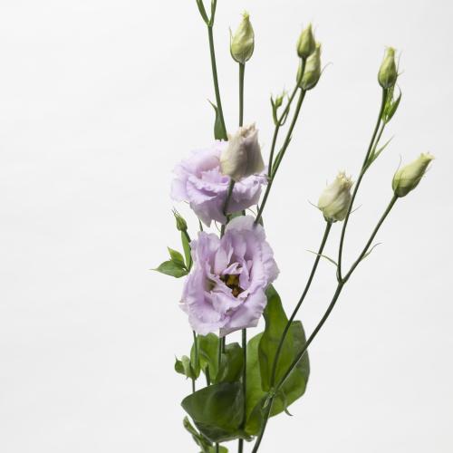 10x Eust.lisanne lavender du 70cm