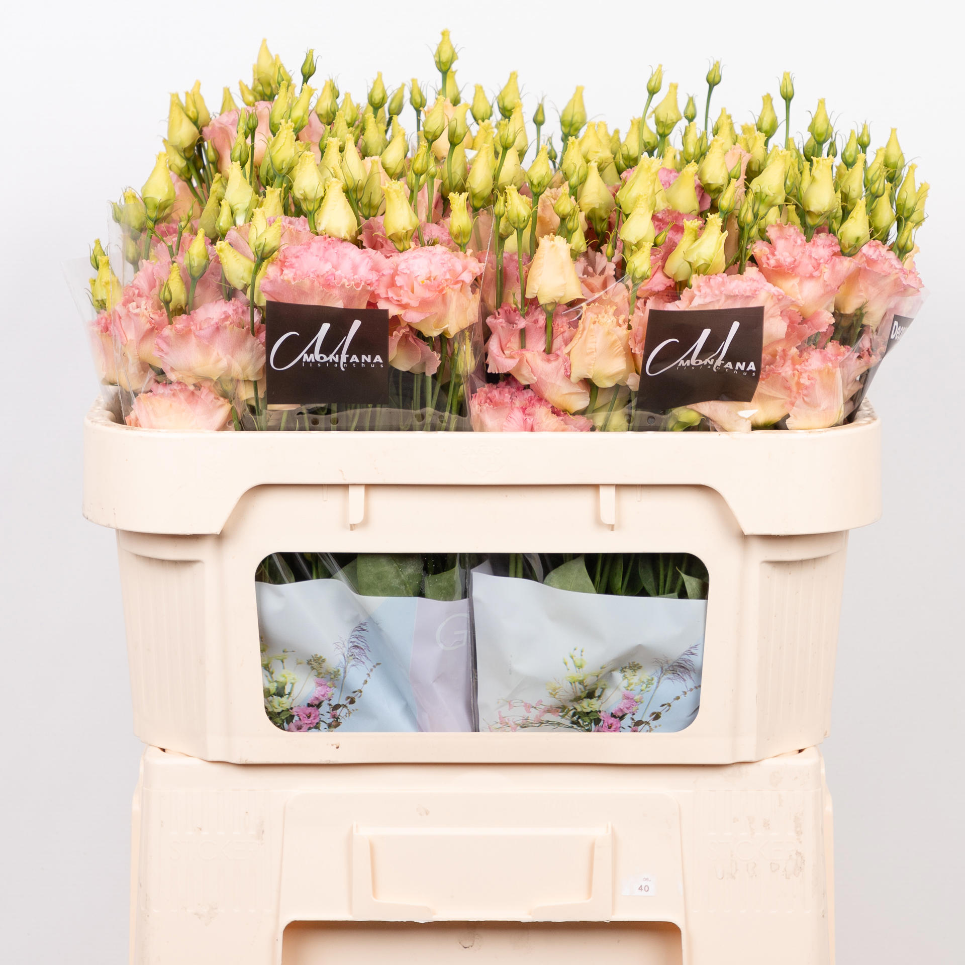 10x Eust.alissa champagne du 70cm