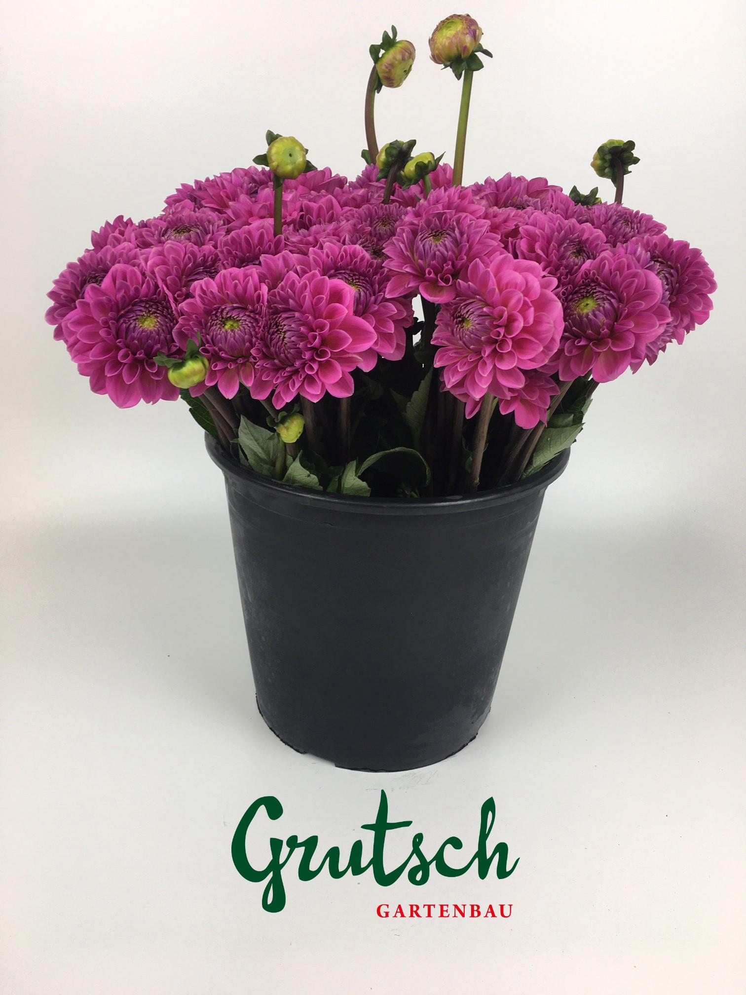 1x Dahl. - pink 30cm