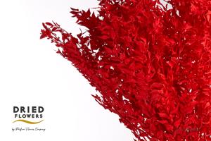 100x Dc ruscus bleached red 70cm