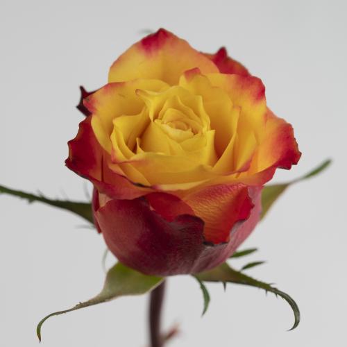 20x Rosa wildfox 60cm