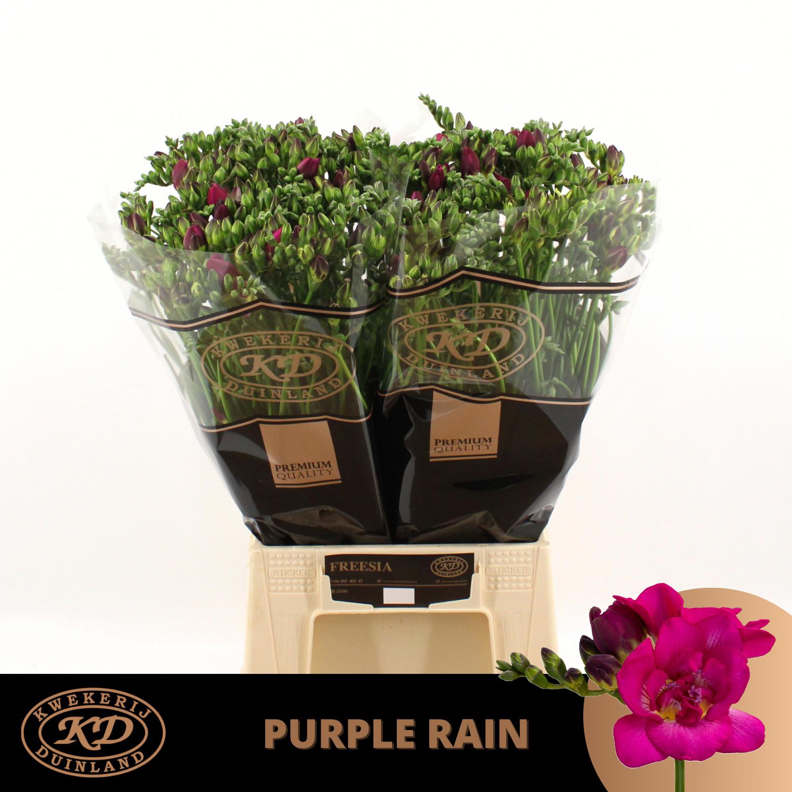 50x Frees.purple rain 50cm