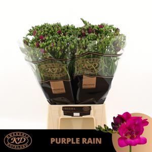 50x Frees.purple rain 50cm
