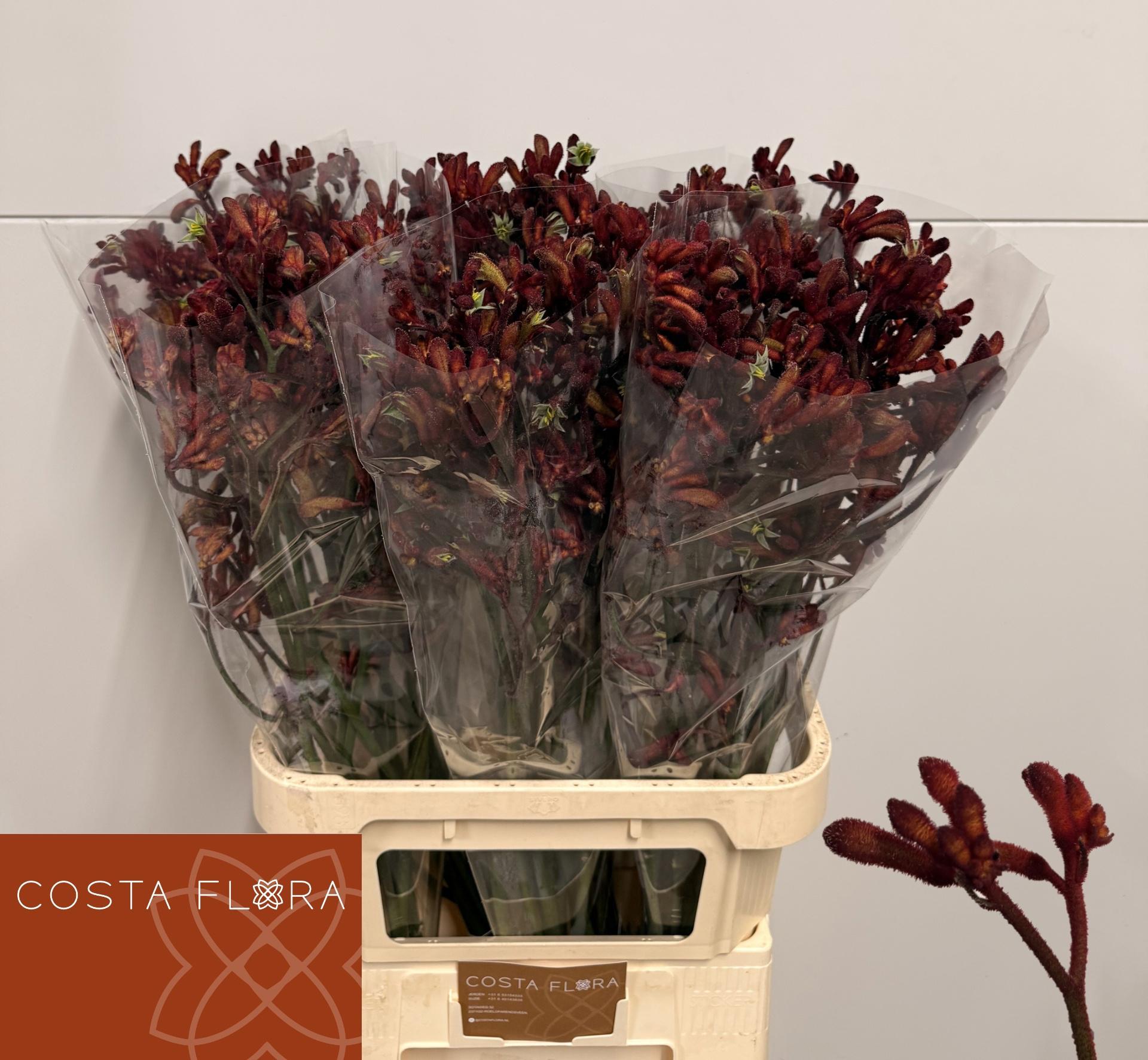 20x Anigoz. - rood 80cm