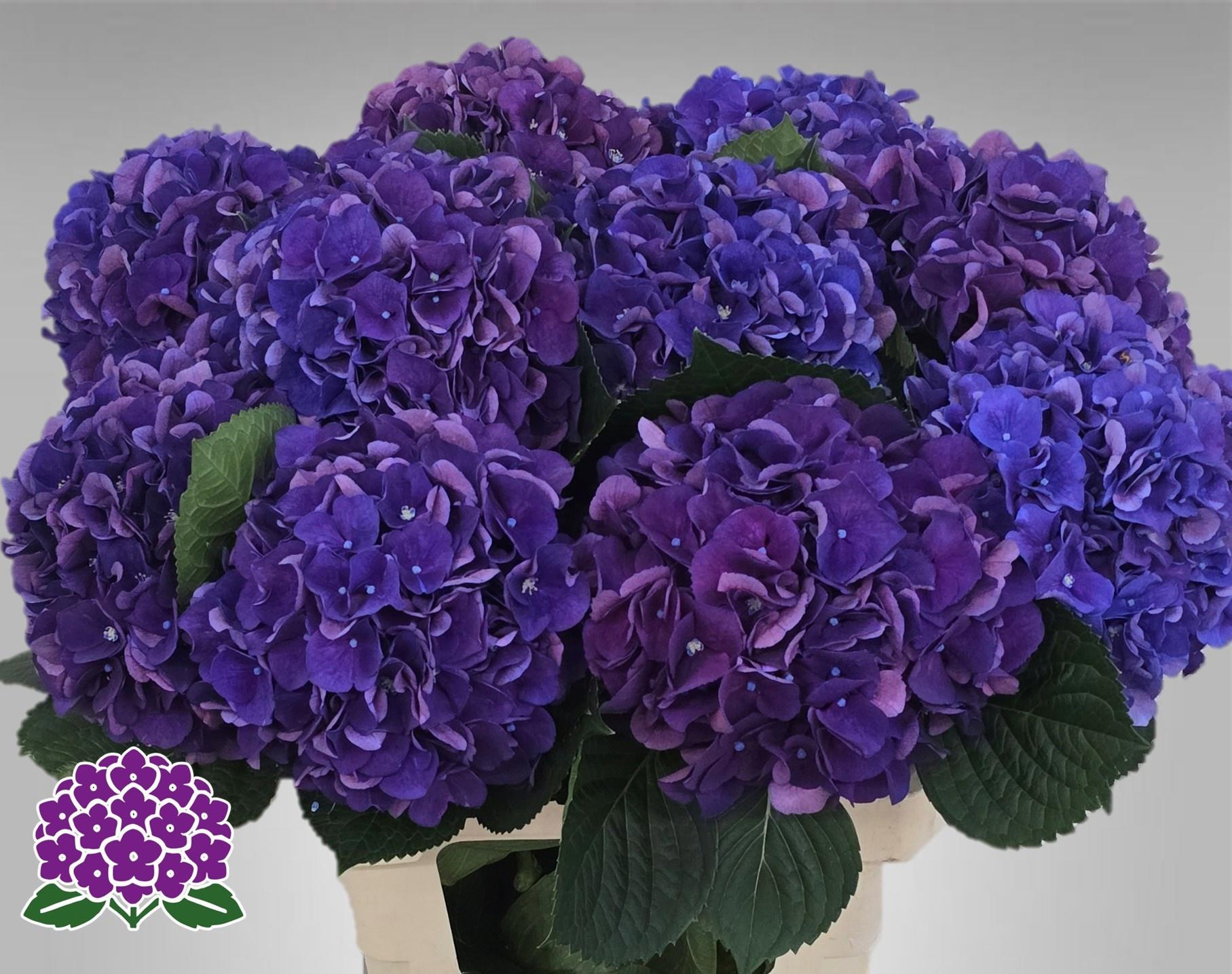 10x Hydr.royal king 60cm