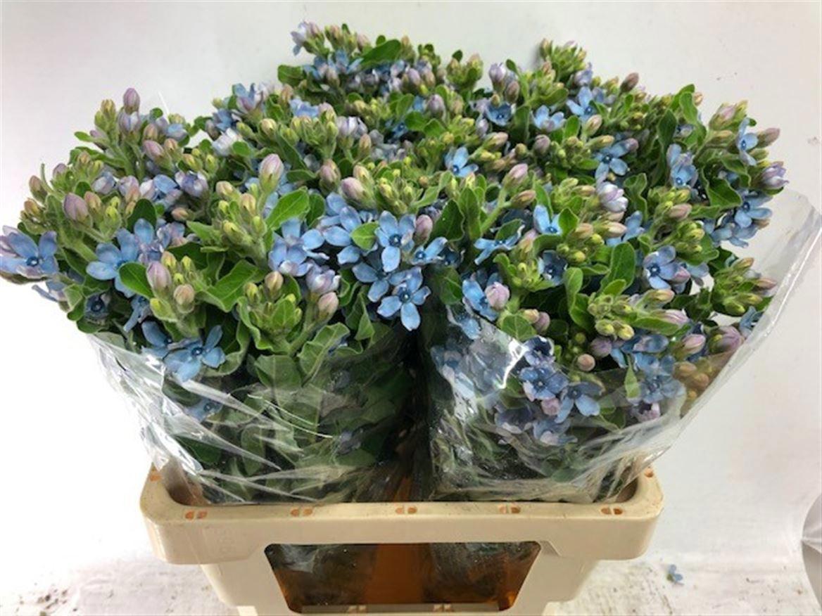 25x Oxypetalum coeruleum blue 60cm