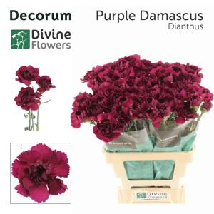 20x Dian.st.purple damascus 60cm