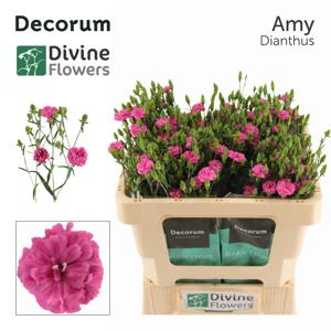 20x Dian.eolo divi amy 60cm