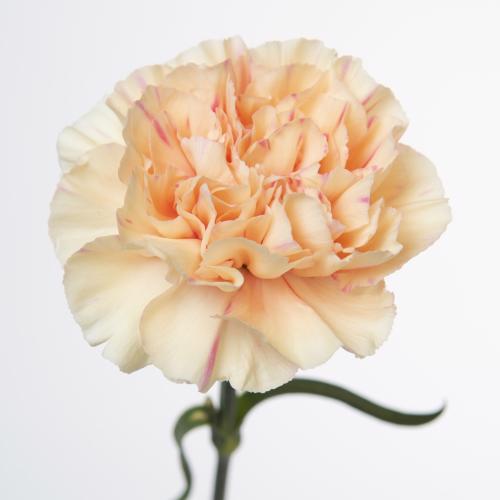 20x Dian.st.lizzy 50cm