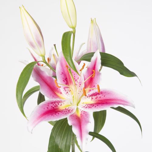 10x Lil.canberra or 80cm