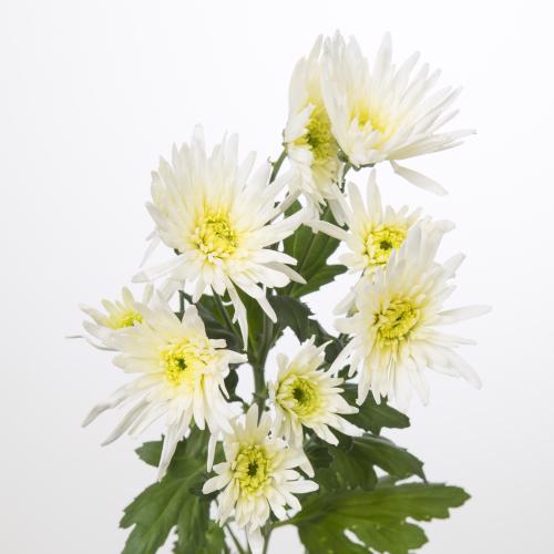 10x Chrysant delianne white 70cm