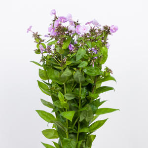 20x Phlox butterlfy 60cm