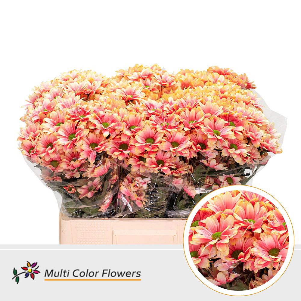10x Chrysant overig 60cm