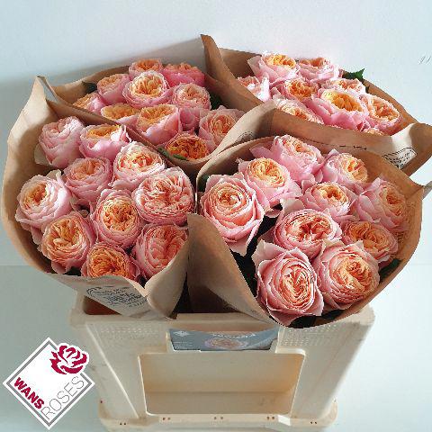 10x Rosa vuvuzela 50cm