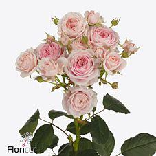10x Rosa loves me with fatal attraction 50cm