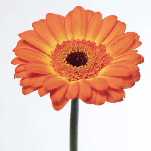 75x Germ.flamazing 70cm