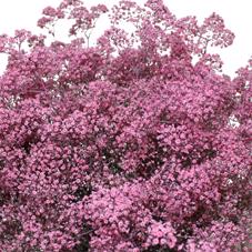 25x Gipskruid m.stars roze 70cm