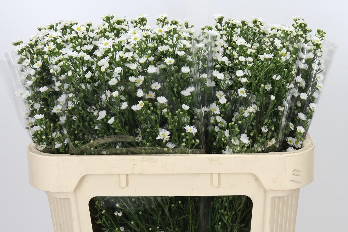 25x Aster paquita 70cm