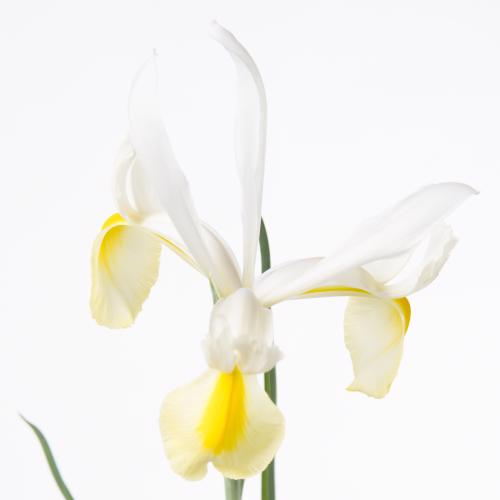 50x Iris apollo 60cm