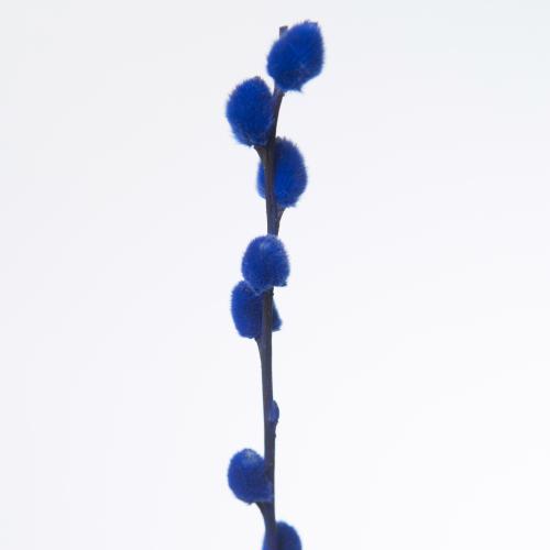 50x Tk salix katjes blauw 70cm