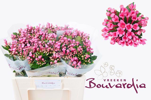 10x Bouv.royal roza 50cm