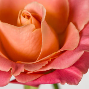 10x Rosa miss piggy+ 40cm
